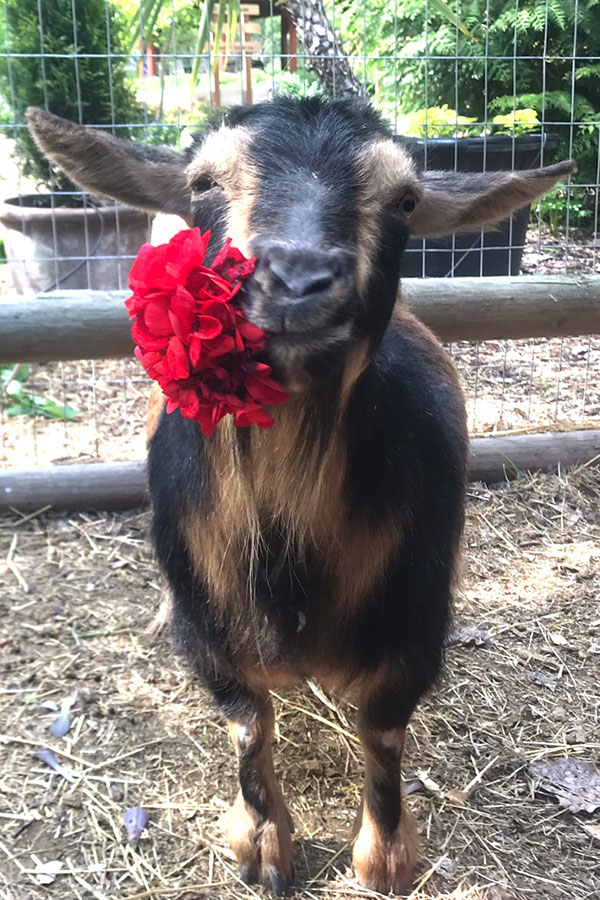 goat at linden gardens